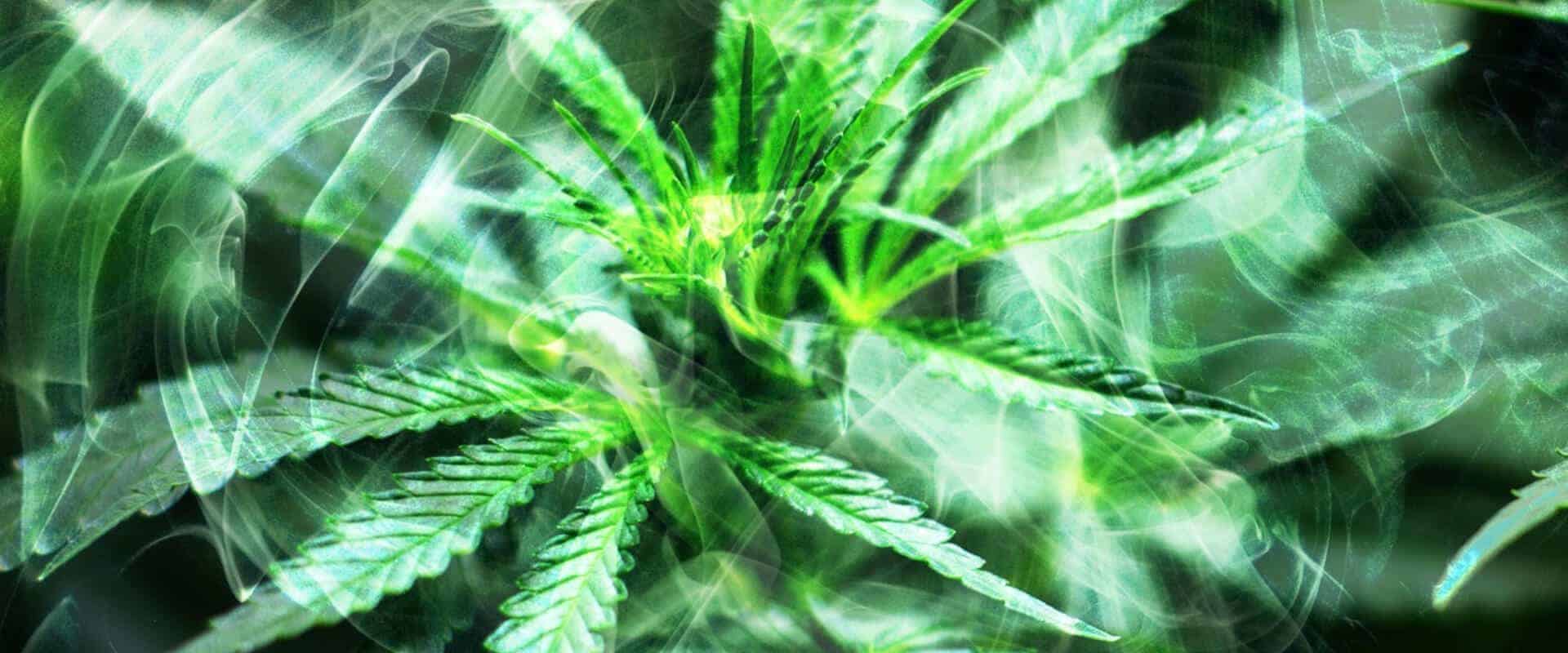 dispensary flower near me, buying weed online