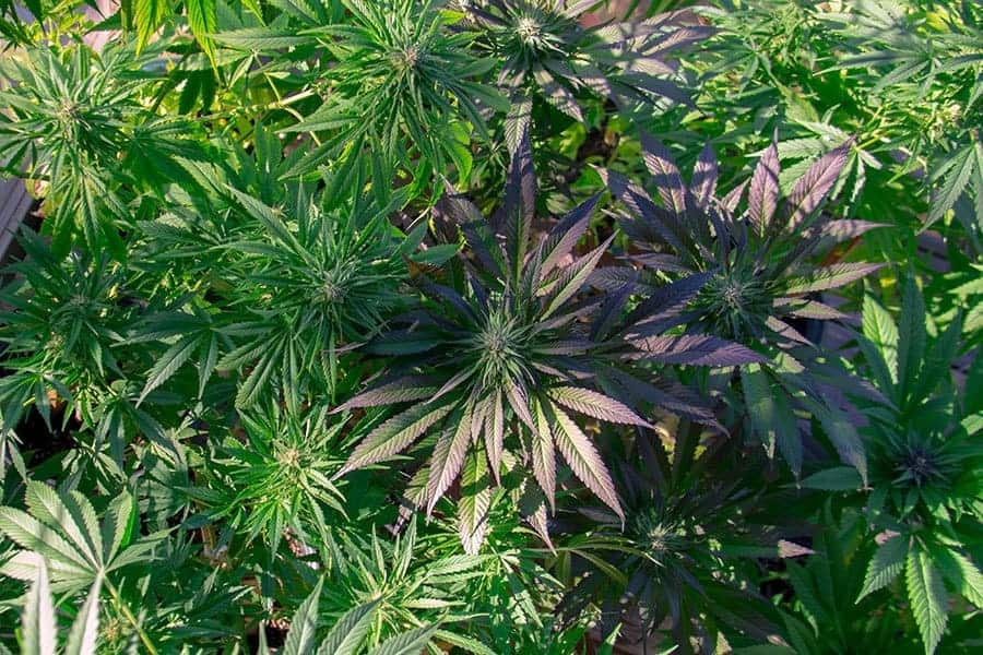 outdoor 1 Outdoor Plants