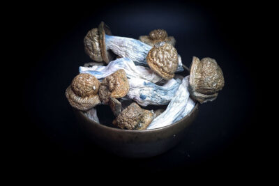 Gold Member Psilocybin