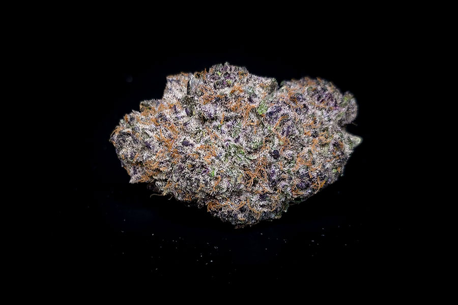 Black Cherry Punch Hybrid Bud w Black Cherry Punch Hybrid Bud w